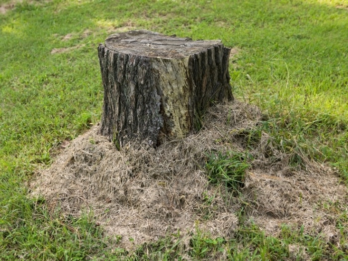 A large stump that's in need of removal.