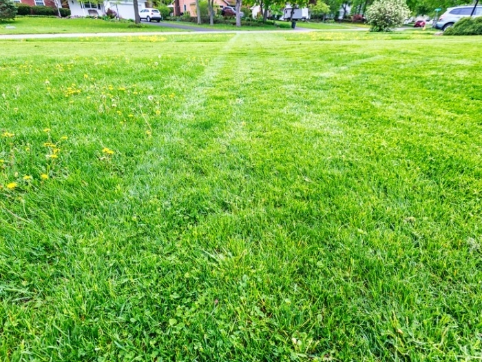 A small residential lawn with green and healthy fertilized grass.