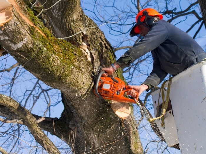 A man using a chainsaw to cut away damaged branches from a large tree.